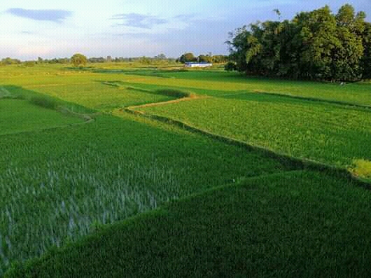 राति भएको वर्षाले मधेशका किसानलाई राहत