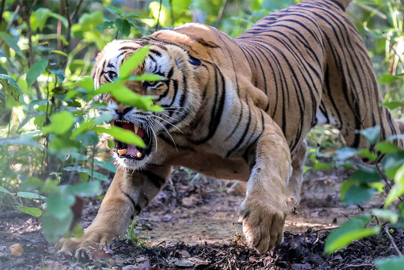 बर्दियामा बाघको आक्रमणबाट एक महिलाको ज्यान गयो