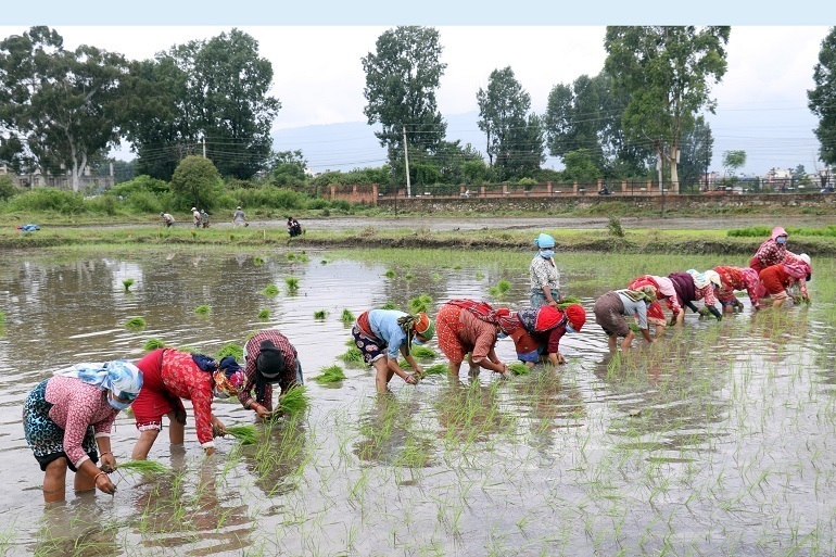 पालोपर्मले धान रोपाइँ सहज बनाउँदै किसान