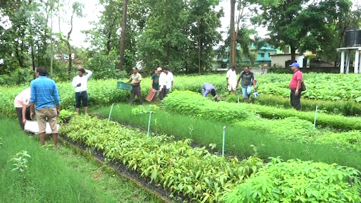 कञ्चनपुरमा सात लाख बिरुवा वितरण