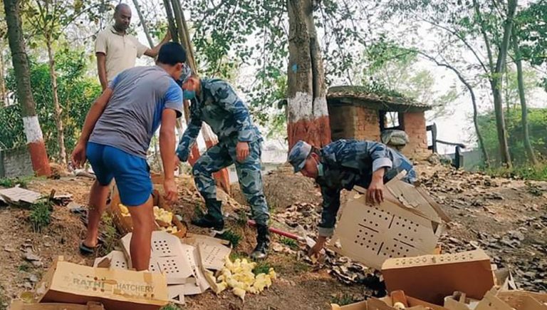 कपिलवस्तुमा १५ सय अवैध चल्ला नष्ट