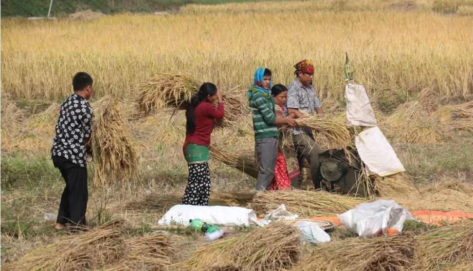 कैलालीका किसानलाई धान भित्र्याउने चटारो