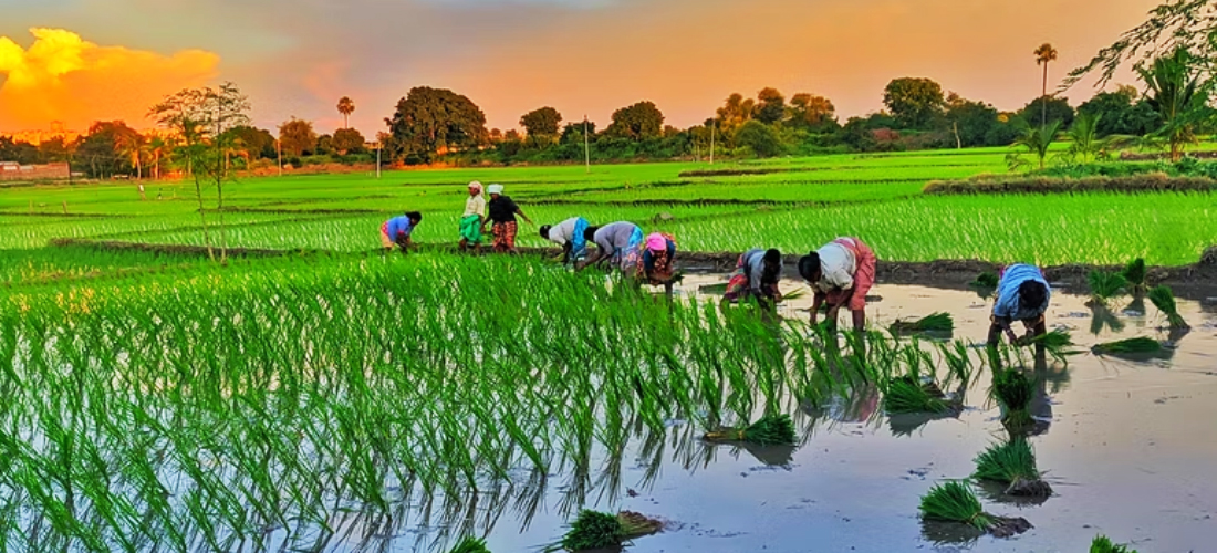 बारामा ३० प्रतिशत मात्रै धान रोपाइँ